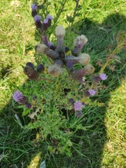 Cirsium palustre