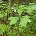 Magnolia pyramidata - Photo (c) John P Friel, algunos derechos reservados (CC BY), subido por John P Friel