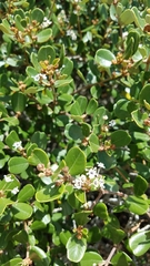 Ceanothus megacarpus insularis
