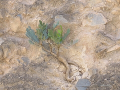 Pseudosmodingium virletii