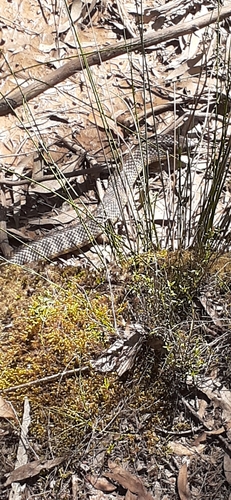 Tiger Snake sighting