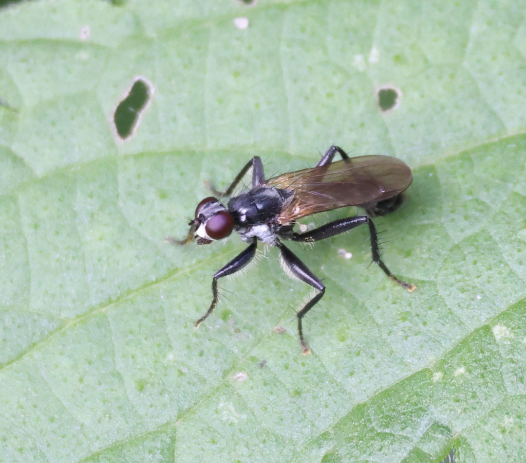 Cordilura ciliata