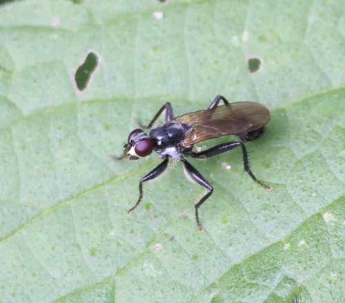 Cordilura ciliata