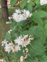 Deutzia