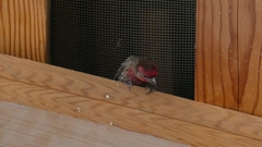 Haemorhous mexicanus