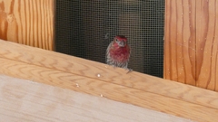 Haemorhous mexicanus