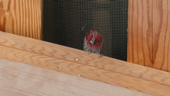 Haemorhous mexicanus