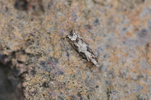 Acroclita sonchana