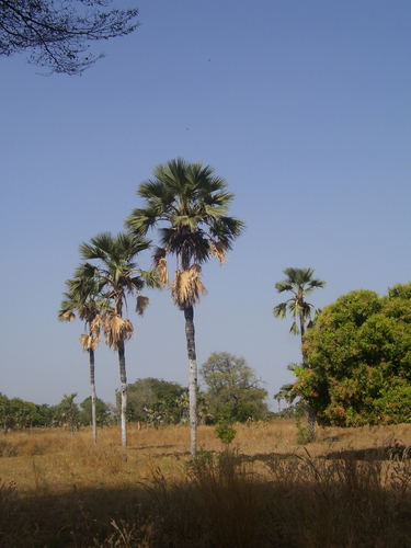 Borassus akeassii