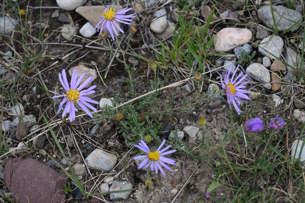 Aster semiprostratus