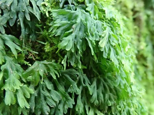 Image of Crepidomanes melanotrichum by no rights reserved