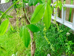 Laburnum anagyroides