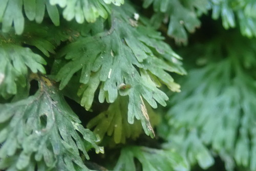 Image of Crepidomanes melanotrichum by no rights reserved