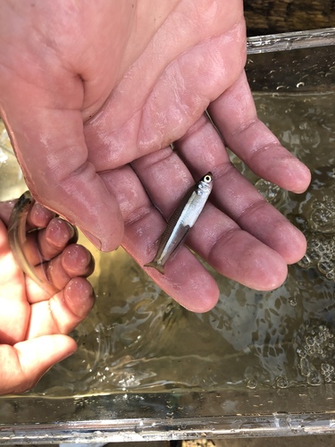 Menidia menidia