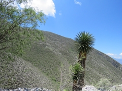 Yucca potosina