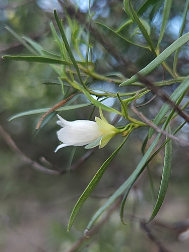 Image of Eremophila mitchellii by (c) jaimshae, some rights reserved (CC BY)