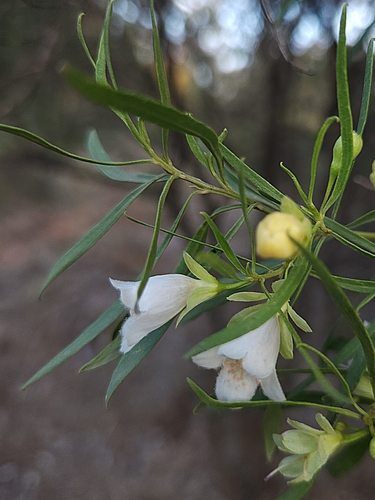 Image of Eremophila mitchellii by (c) jaimshae, some rights reserved (CC BY)