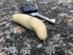Polytoxon robustum
