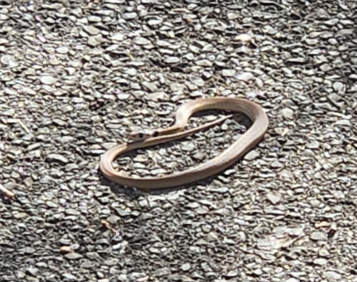 Eastern Brown Snake sighting