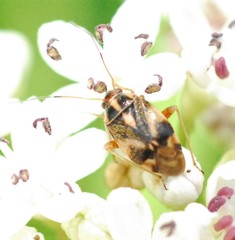Cyphodema instabilis
