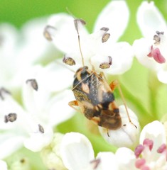 Cyphodema instabilis