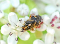 Cyphodema instabilis