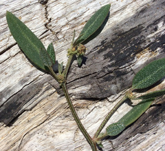 Atriplex gmelinii