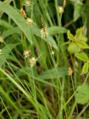 Carex tomentosa