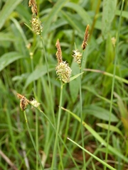 Carex tomentosa