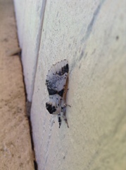 Furcula scolopendrina