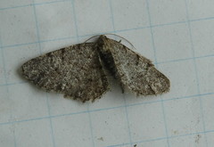 Aethalura intertexta