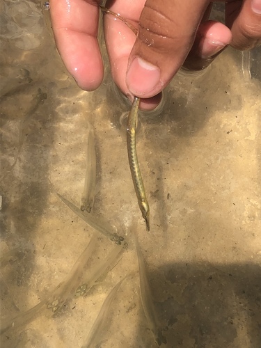 Syngnathidae