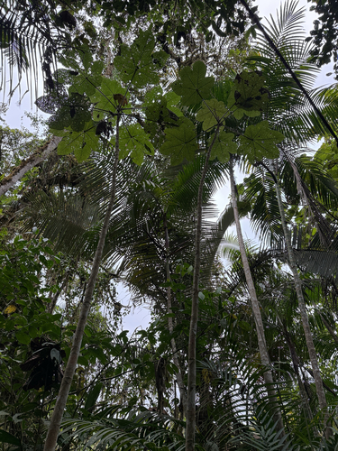 Cecropia gabrielis (Cecropia gabrielis)