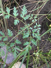 Conioselinum