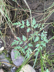Conioselinum