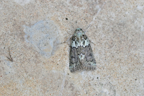 Cryphia tenerifensis