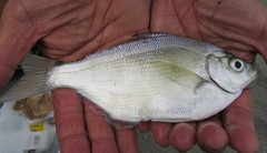 Hyperprosopon ellipticum