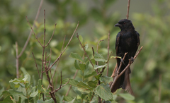 Dicrurus adsimilis fugax