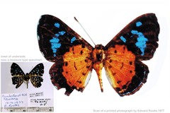 Argyrogrammana alstonii