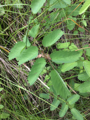 Sanguisorba officinalis