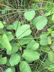 Sanguisorba officinalis