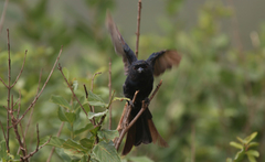 Dicrurus adsimilis fugax