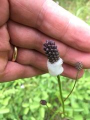 Sanguisorba officinalis