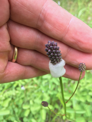 Sanguisorba officinalis