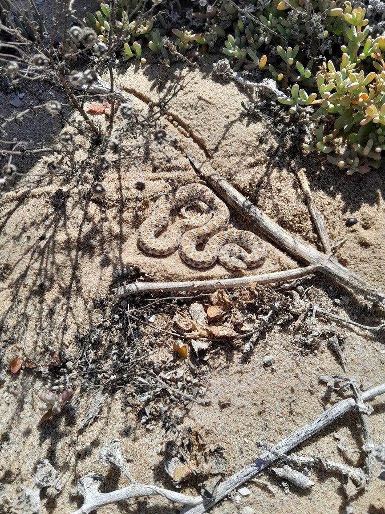 Dwarf Beaked Snake