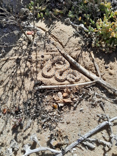 Dwarf Beaked Snake