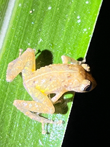 Yellow-groined Rainfrog, Pristimantis luteolateralis