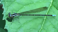 Argia frequentula