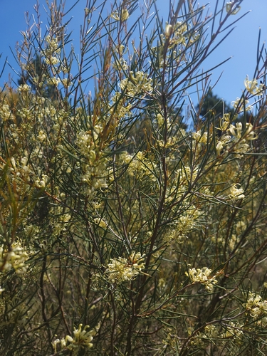 Hakea leucoptera, photograph 6