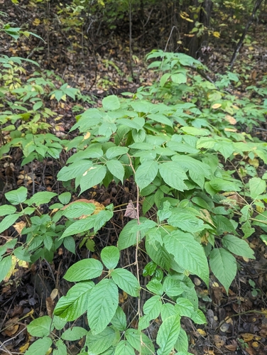 Rubus allegheniensis